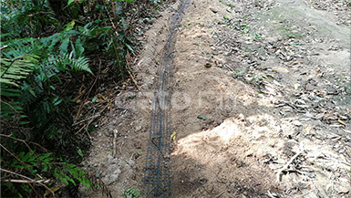 動(dòng)、植物園